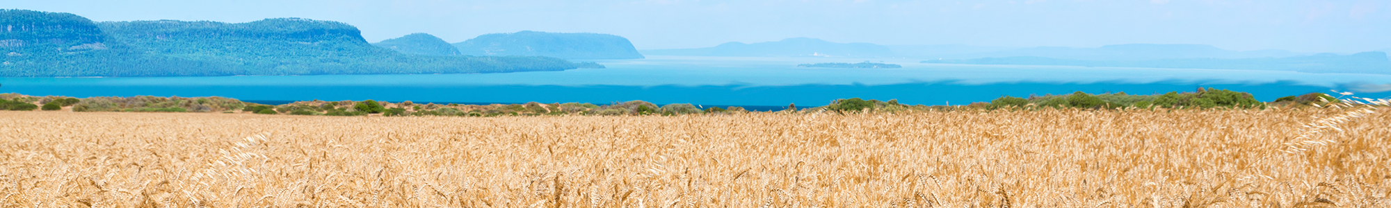 Wheat field with an Ontario great lake in the background