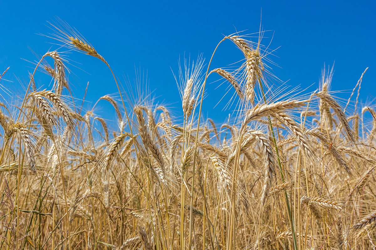 A field of wheat